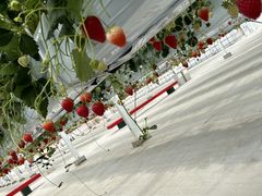 V񂳂̃qt@[ւ̓eʐ^1