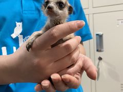 kaoanimal cafe fuleca O{Xւ̓eʐ^1