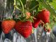 ۂ񂷂̃ImEG_`Strawberry Farm gRubyh`ւ̓eʐ^4