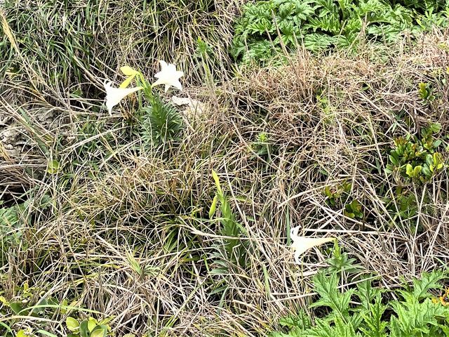 ÐhF̉iǕ̃Gu̓eʐ^2