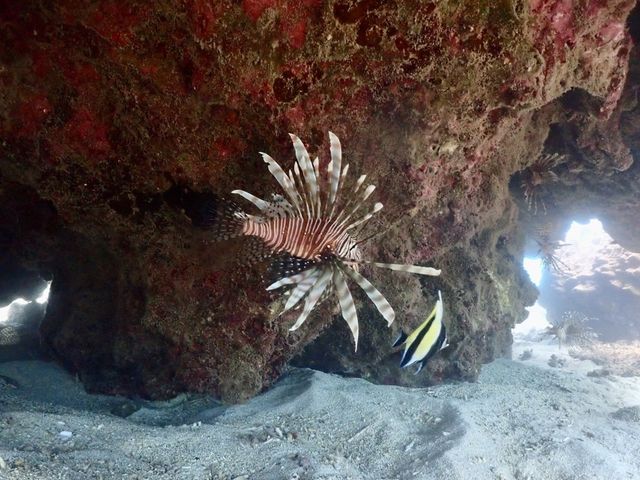 �~�m�J�T�S�Y��ł�_�����l�C�`���[�K�C�h�E�V���m�[�P�����O�E�J�k�[�E�i�C�g�c�A�[