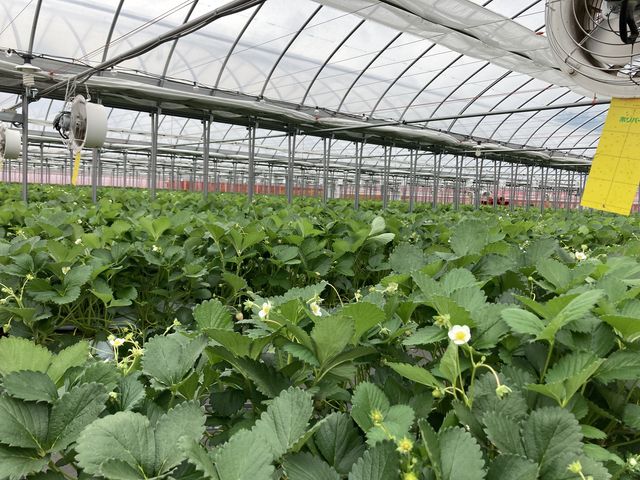 �L��_�X�g���x���[�t�@�[��BERRYBERRYBERRY