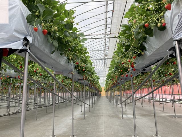 �Y��I_�X�g���x���[�t�@�[��BERRYBERRYBERRY