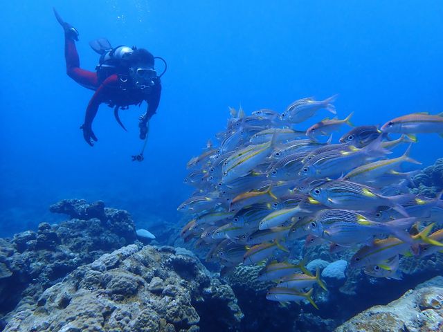 �p��1_�����哇�k���@���܂݂��_�C�o�[