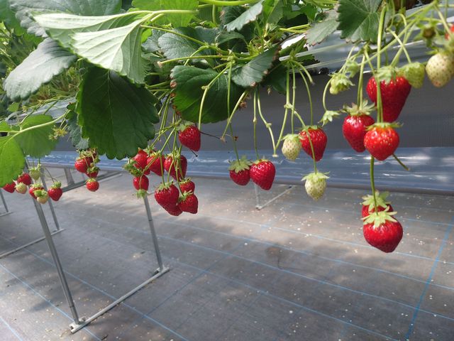 ���Ԃ�ł��Ԃ�������������R����܂���_�P���P���̓m