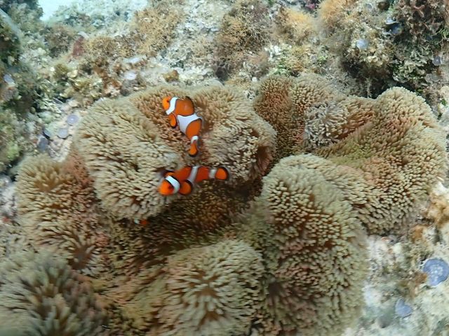 �C�\�M���`���N�̒��ɐԂ���񂪂��܂���_�V���m�[�P���c�A�[�@��`��