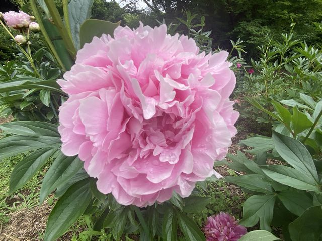 つくば牡丹園 Peony Garden Tokyo in Tsukuba】アクセス・営業