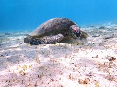 ނ̃I[X[Vm[P{Óւ̓eʐ^1