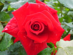 jR񂳂̏ct[K[fւ̓eʐ^2