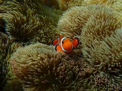 肳̃I[X[Vm[P{Óւ̓eʐ^1