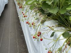 ݂񂳂̃x[Yt@[ւ̓eʐ^1