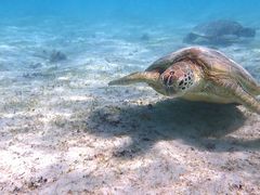 younet̃I[X[Vm[P{Óւ̓eʐ^1