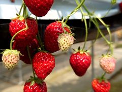 ҂̂Eu[x[_@x[̋ւ̓eʐ^1