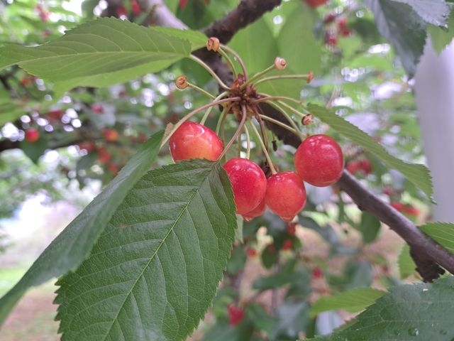 ������_Hosaka Farm�k�ۍ�ʎ����l