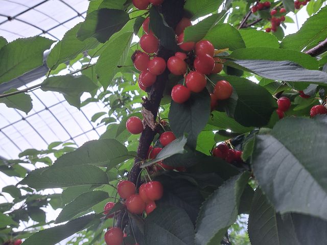 �g�G��_Hosaka Farm�k�ۍ�ʎ����l