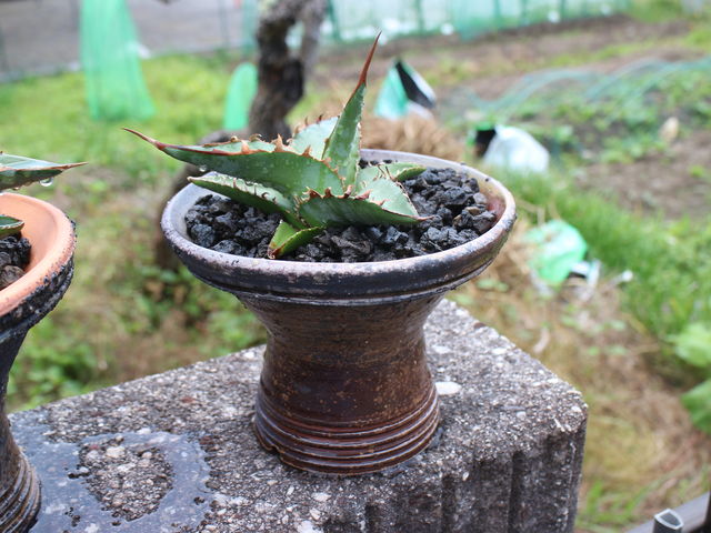 Rq̓|̌ōOĂ̐AؔɃAKxEIeCA܂B_Oėq@Rq