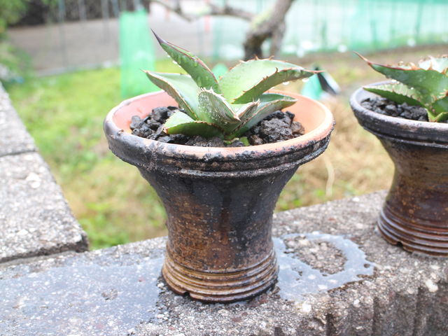 Rq̓|̌ōOĂ̐AؔɃAKxEIeCA܂B_Oėq@Rq