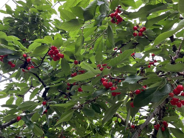 ���\�����Ƃ���ɂȂ��Ă܂��B�r���͂���܂����Ζʂ����邵�����œ������K�v������̂ł��q����͑�ς���_Hosaka Farm�k�ۍ�ʎ����l