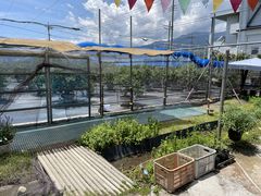 [Sachi Blueberry Farmւ̓eʐ^1