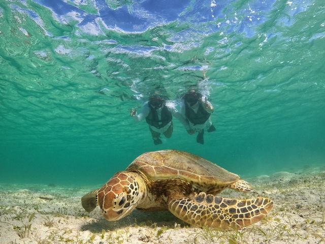 �O��̃E�~�K��_���񂴂ɂ{�Ó�