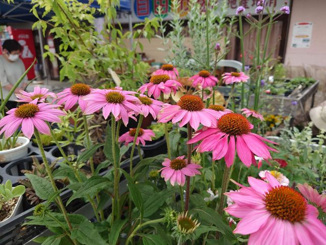 Rs@̉w AXgʂ܂_̉w AXgʂ܂