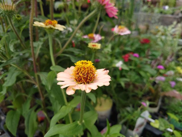 Rs@̉w AXgʂ܂_̉w AXgʂ܂