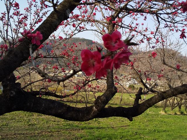 �Ԃ����A_�э≷��Ԃ����̗�