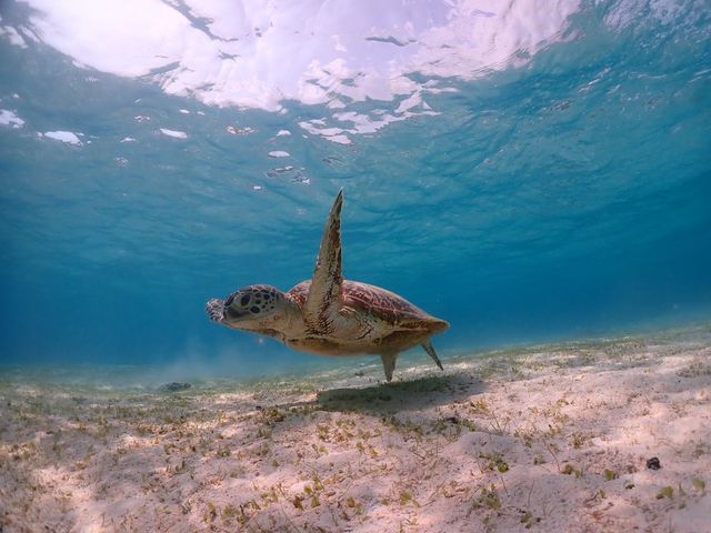 �K�C�h�̂��Z���񂪎ʐ^����������B���Ă���܂����I_�V���m�[�P���c�A�[�@��`��