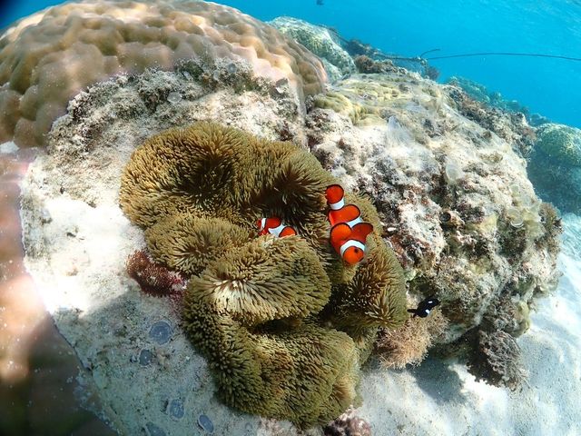 �K�C�h�̂��Z���񂪎ʐ^����������B���Ă���܂����I_�V���m�[�P���c�A�[�@��`��