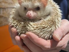 ̂񂳂sumoaւ̓eʐ^2