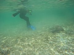 �ǂ��񂿂�񂳂�̃_�C�r���O�V���b�v�@�l�o�[�����h�ւ̓��e�ʐ^1