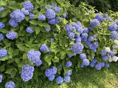 ₿񂳂̃UEvX@m΂ւ̓eʐ^1