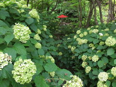 jR񂳂̈bώRւ̓eʐ^1