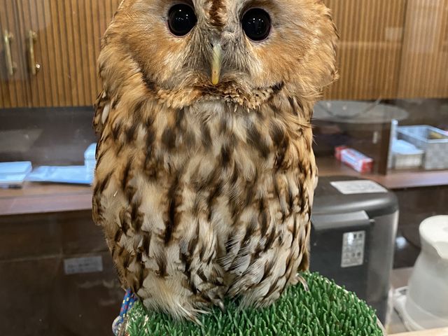 ��l����������_animal cafe fuleca �O�{�X