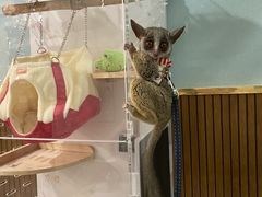 pekoanimal cafe fuleca O{Xւ̓eʐ^1