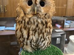 pekoanimal cafe fuleca O{Xւ̓eʐ^2