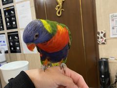 pekoanimal cafe fuleca O{Xւ̓eʐ^3