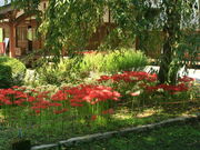 CCꃉC_[̓쌴̓eʐ^5