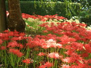 CCꃉC_[̓쌴̓eʐ^6