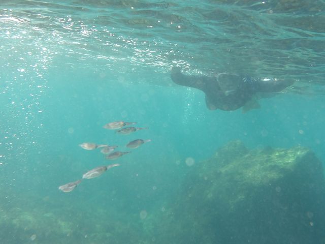 �A�I���C�J�̎q���B�ƁB_�w�C�Y�_�C�u