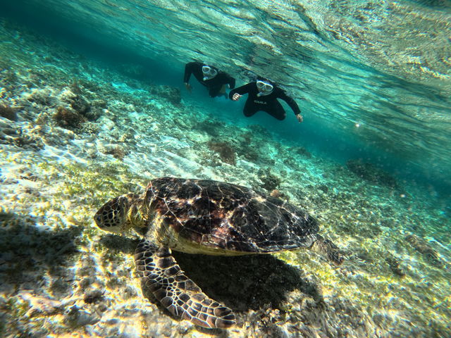 �ł����E�~�K���Ə������E�~�K���������ς�_�_�C�r���O�V���b�v�@�l�o�[�����h