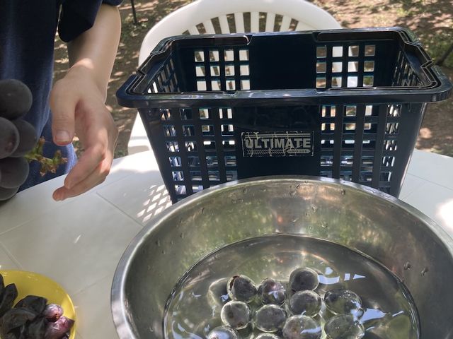 �X���ɕ����ԋ���_�X�c�Ԃǂ���