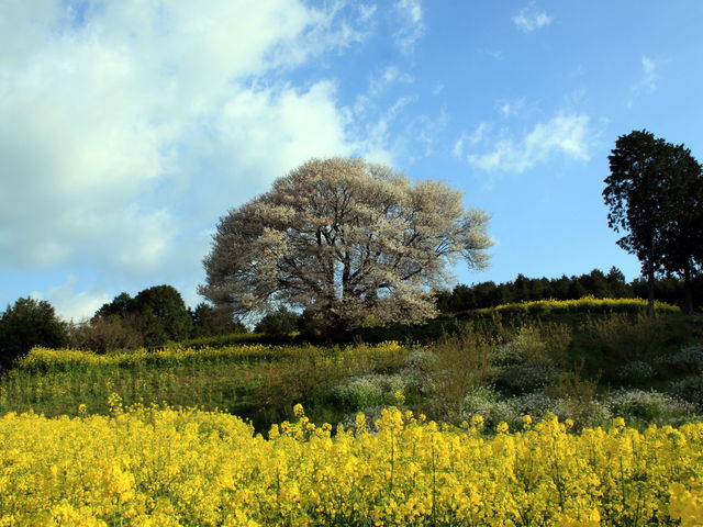 ���ƍ؂̉Ԃ͂����g�ݍ��킹�ł���_�n��̎R��