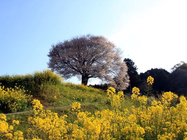 �����t���C���������̂Ōߌ�̎B�e�������ł�_�n��̎R��