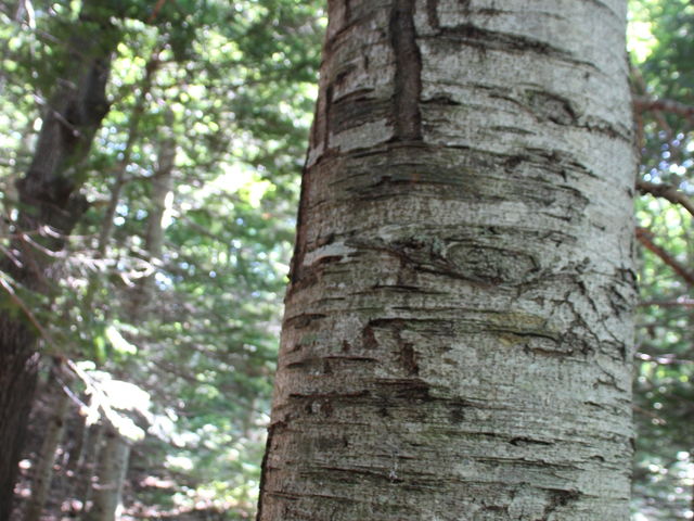 �N�}�̖ؓo��̂���_�s�b�L�I�@�m��