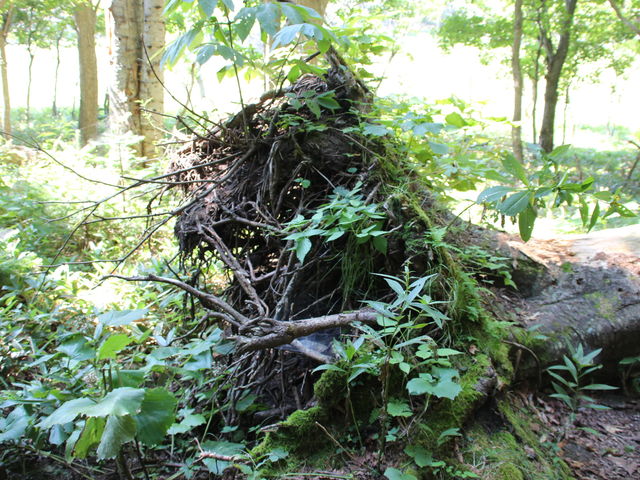 �|�؂��������R�ɂ͋����܂���_�s�b�L�I�@�m��