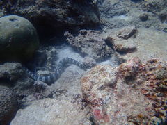 }[`̃Vm[P{@ILiւ̓eʐ^1