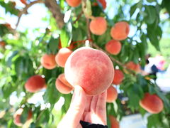 啟̂܂邹ʎւ̓eʐ^1