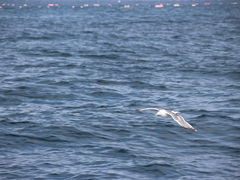 炳̖k̒mόւ̓eʐ^1