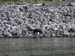 炳̃SWό@JCbJN[U[mEgN[Yւ̓eʐ^1